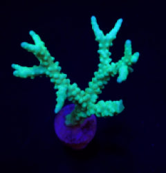 Anacropora spp. (Yellow-Green) (frag) NZ