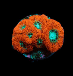 Micromussa spp. (frag) NZ