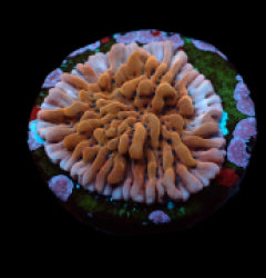 Montipora danae (Colored polyp) (frag) NZ