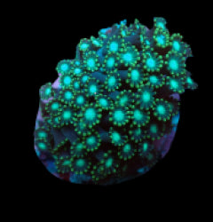 Alveopora spp. (Green) (frag)
