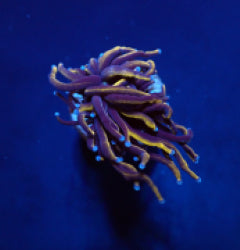Euphyllia glabrescens (Gold Torch) (1 hd.) NZ