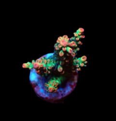 Acropora microclados (SSC) (frag) NZ