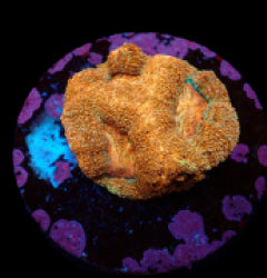 Acanthastrea bowerbanki (Premium) (frag) NZ