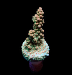 Acropora microclados (frag) NZ