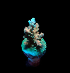 Acropora latistella (frag) NZ