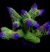 Lade das Bild in den Galerie-Viewer, Acropora robusta
