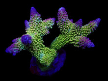 Lade das Bild in den Galerie-Viewer, Acropora robusta
