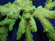 Lade das Bild in den Galerie-Viewer, Acropora solitaryensis (Green Hairy Monster)
