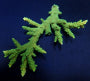 Lade das Bild in den Galerie-Viewer, Acropora solitaryensis (Green Hairy Monster)
