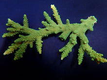 Lade das Bild in den Galerie-Viewer, Acropora solitaryensis (Green Hairy Monster)
