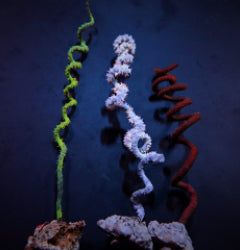 Cirrhipathes spp.