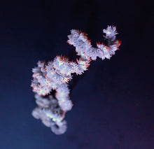Lade das Bild in den Galerie-Viewer, Cirrhipathes spp.
