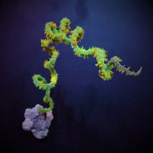 Lade das Bild in den Galerie-Viewer, Cirrhipathes spp.
