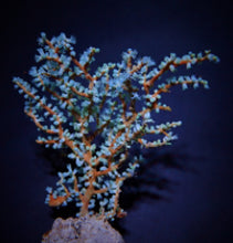 Lade das Bild in den Galerie-Viewer, Acalycigorgia spp.
