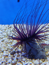 Lade das Bild in den Galerie-Viewer, Pachycerianthus spp. (Dark)
