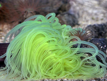Lade das Bild in den Galerie-Viewer, Pachycerianthus spp. (Green)
