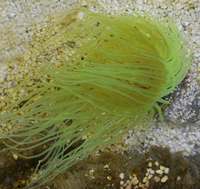 Lade das Bild in den Galerie-Viewer, Pachycerianthus spp. (Green)
