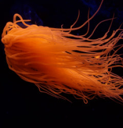 Pachycerianthus spp. (Orange)