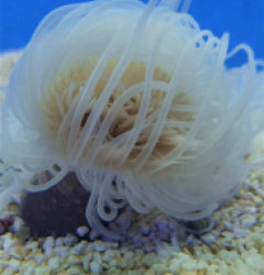 Pachycerianthus spp. (White)