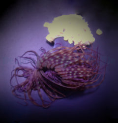 Pachycerianthus spp. (Dark)