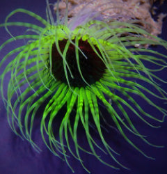 Pachycerianthus spp. (Green)