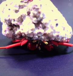 Paguristes cadenati (Caribbean)