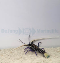 Lade das Bild in den Galerie-Viewer, Panulirus versicolor
