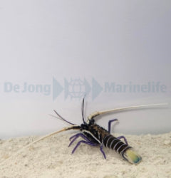 Panulirus versicolor