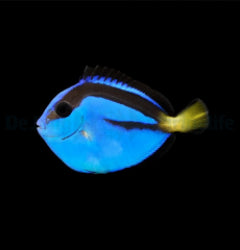 Paracanthurus hepatus - T.B.