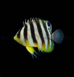 Paracentropyge multifasciata - T.B.