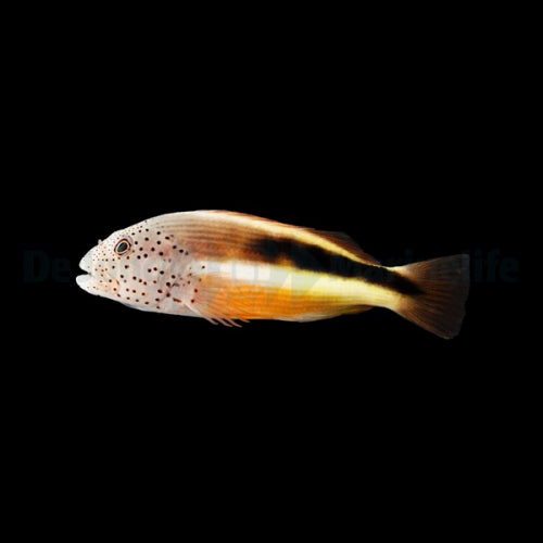 Gestreifter Korallenwächter (Paracirrhites forsteri)