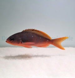 Paranthias colonus x