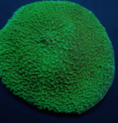 Platyzoanthus mussoides (Grade A) (1 ear) NZ