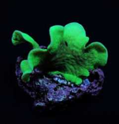 Pavona cactus (Green) (frag) NZ