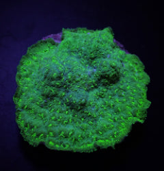 Pavona maldivensis (Green) (frag) NZ