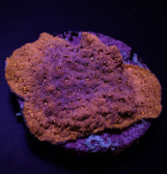 Pavona maldivensis (Orange) (frag) NZ