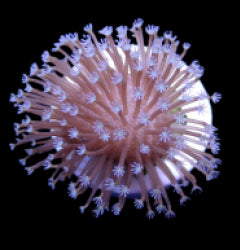 Sarcophyton ehrenbergi (Weeping Willow) (frag) NZ