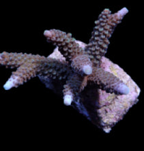 Lade das Bild in den Galerie-Viewer, Acropora formosa

