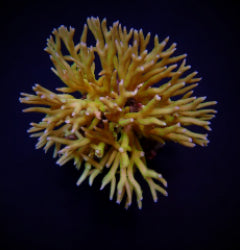 Seriatopora hystrix (Green)