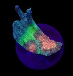 Pectinia spp. (Orange Center) (frag) NZ
