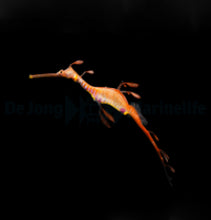 Lade das Bild in den Galerie-Viewer, Phyllopteryx taeniolatus - T.B. (Temperate water)
