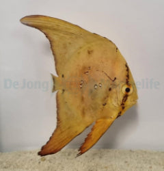Platax orbicularis - T.B.