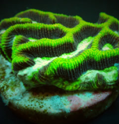 Platygyra spp. (Premium) (frag) NZ