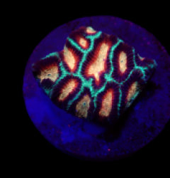 Platygyra spp. (Ultra) (frag) NZ