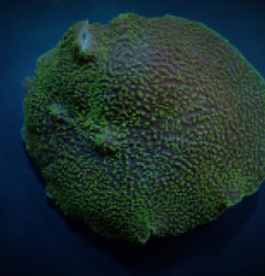 Platyzoanthus mussoides (Green) (1 ear) NZ