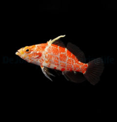 Odontanthias borbonius x
