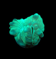 Plerogyra turbida (Frag) NZ