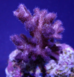 Pocillopora acuta (Pink-Purple) (frag) NZ