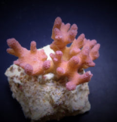 Pocillopora damicornis (Pink) (frag) NZ