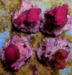 Pocillopora eydouxi (Pink)